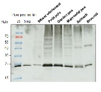 Ferritin 1-2 (plant) in the group Antibodies for Plant/Algal / Developmental Biology / Ion metabolism at Agrisera AB (Antibodies for research) (AS15 2898)